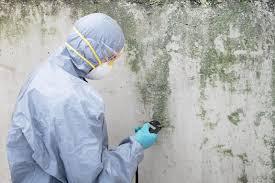 Reliable Dresser, WI Mold Inspection Solutions